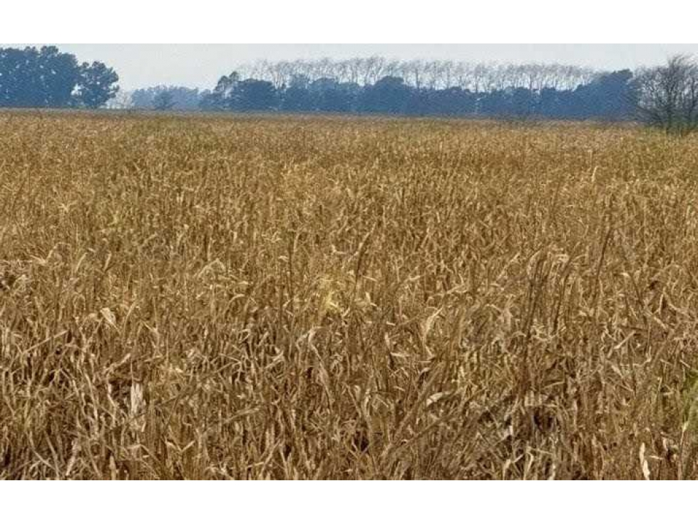 CAMPO 56 HECTAREAS, AGRICOLA, SUIPACHA, BUENOS AIRES, ARGENTINA - 2