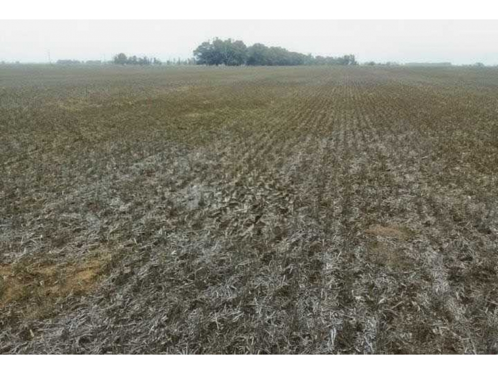 CAMPO 56 HECTAREAS, AGRICOLA, SUIPACHA, BUENOS AIRES, ARGENTINA - 3