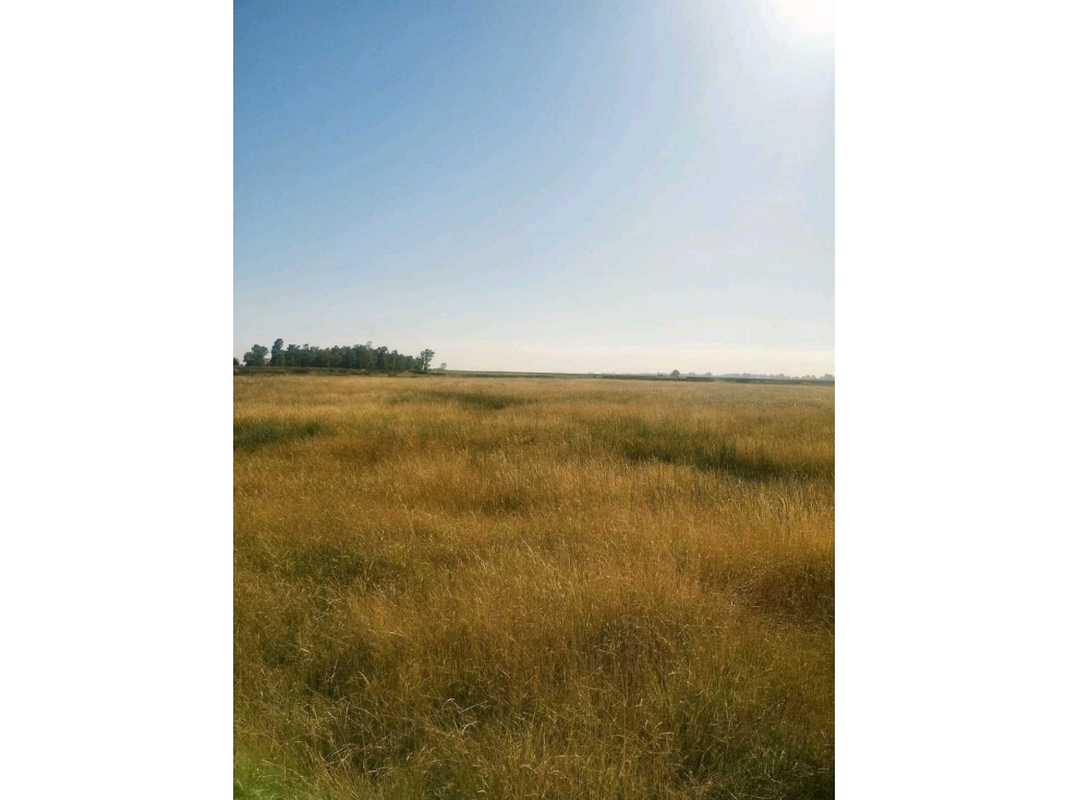CAMPO 57 HAS, AGRICOLA, ORDOQUI, CARLOS CASARES, BS.AS, ARGENTINA - 2
