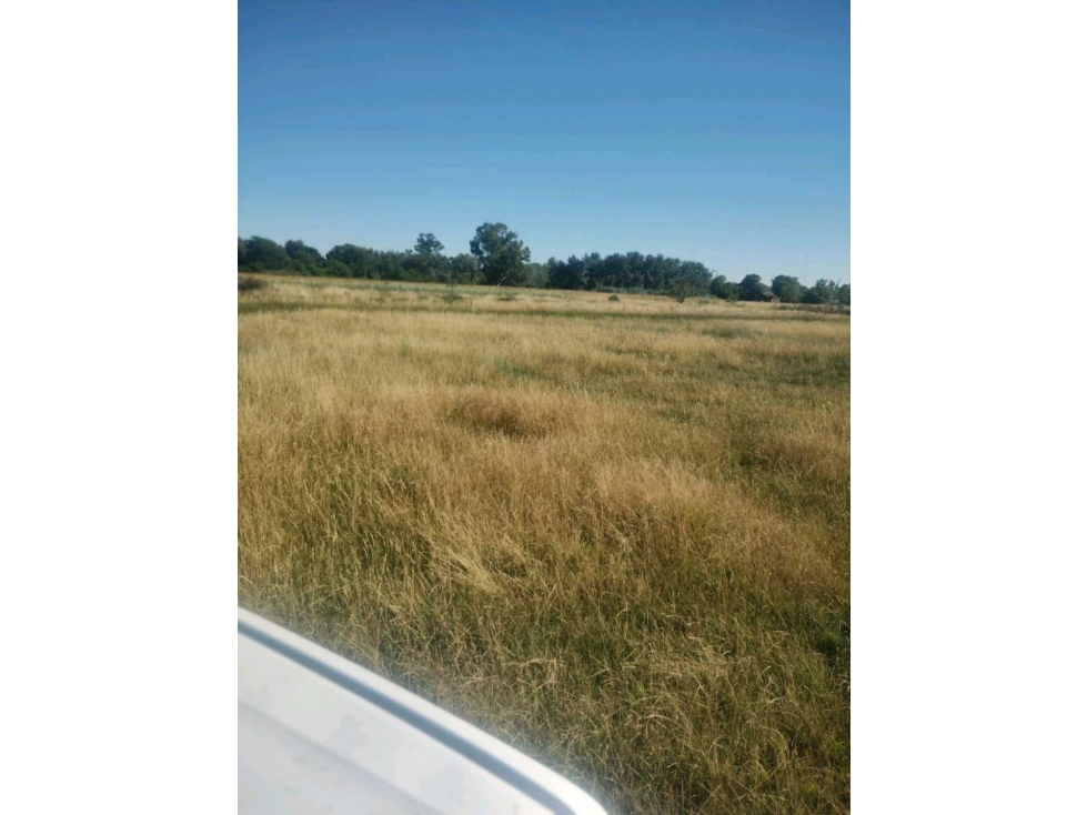 CAMPO 57 HAS, AGRICOLA, ORDOQUI, CARLOS CASARES, BS.AS, ARGENTINA - 3