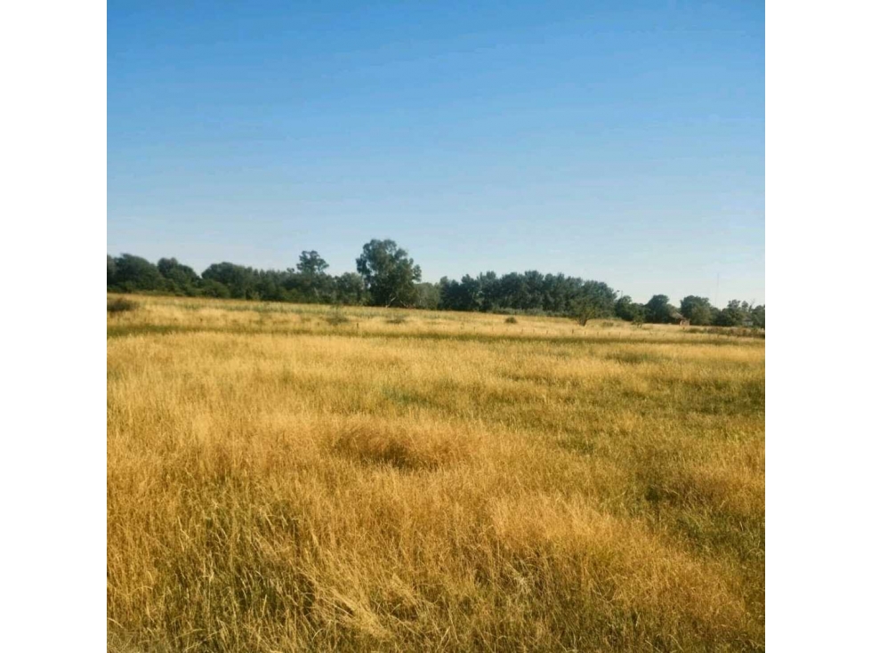 CAMPO 57 HAS, AGRICOLA, ORDOQUI, CARLOS CASARES, BS.AS, ARGENTINA - 4