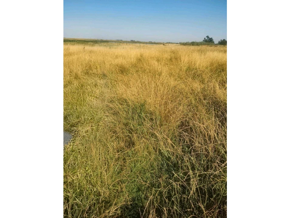 CAMPO 57 HAS, AGRICOLA, ORDOQUI, CARLOS CASARES, BS.AS, ARGENTINA - 5