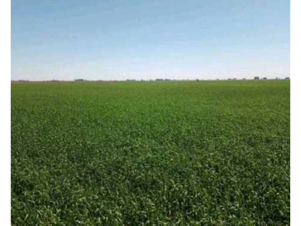 CAMPO 595 HECTAREAS AGRICOLAS, PERGAMINO,PCIA.BUENOS AIRES,ARGENTINA - 1
