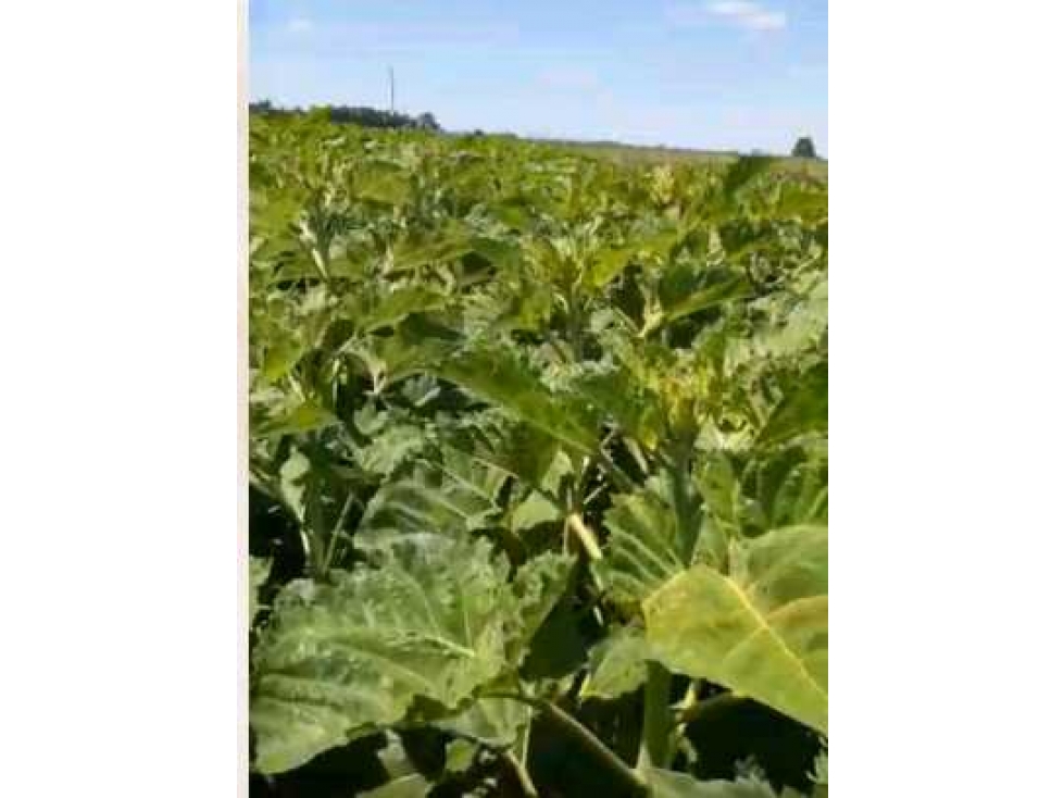 CAMPO 595 HECTAREAS AGRICOLAS, PERGAMINO,PCIA.BUENOS AIRES,ARGENTINA - 2