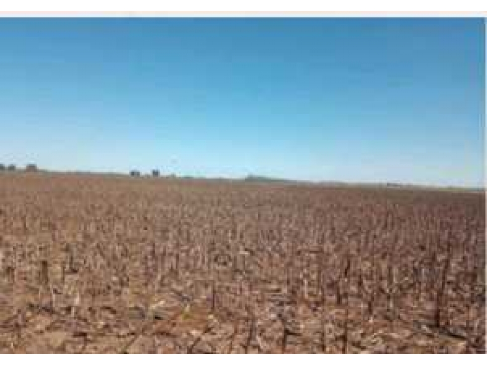 CAMPO 595 HECTAREAS AGRICOLAS, PERGAMINO,PCIA.BUENOS AIRES,ARGENTINA - 4