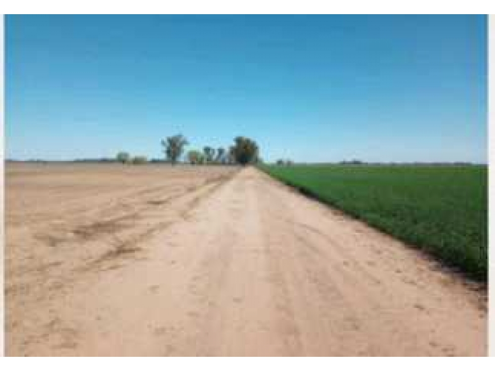 CAMPO 595 HECTAREAS AGRICOLAS, PERGAMINO,PCIA.BUENOS AIRES,ARGENTINA - 5