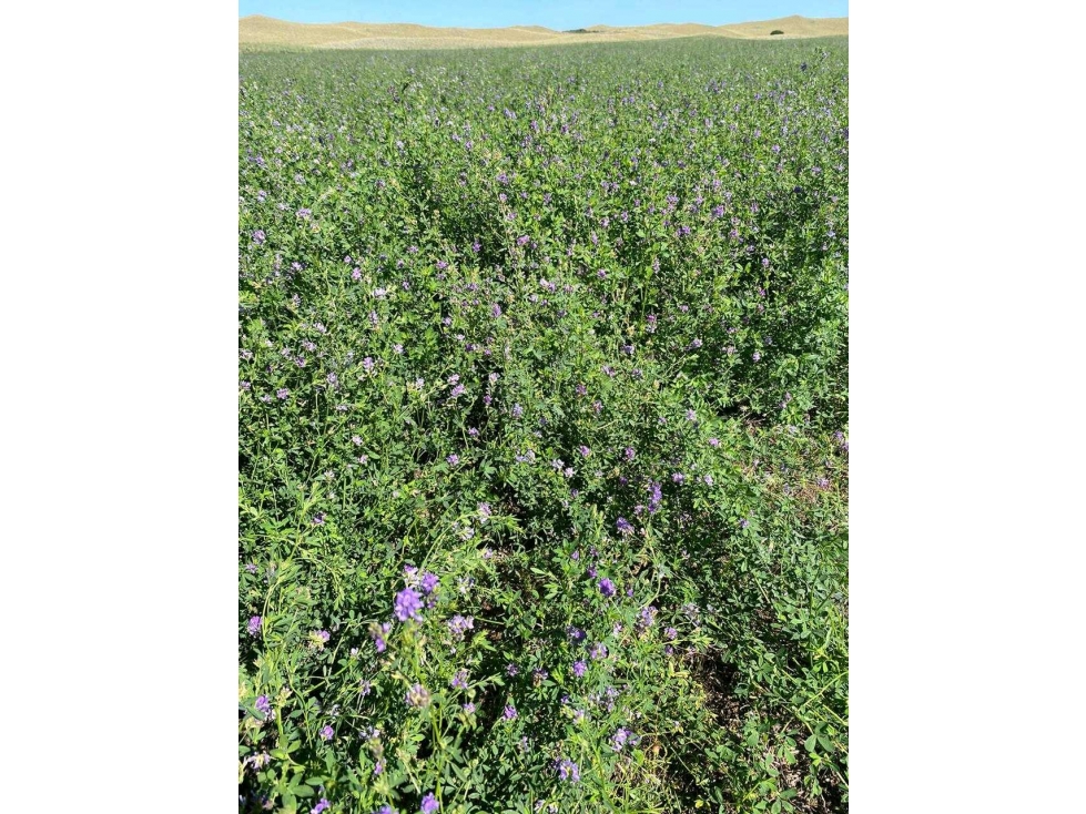 CAMPO 6000 HAS GANADERAS, GOBERNADOR DUPUY, SAN LUIS, ARGENTINA - 3