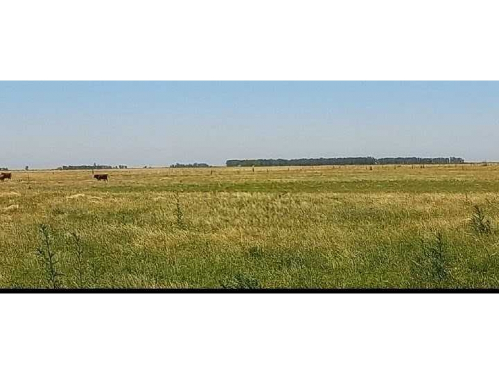 CAMPO 600 HECTAREAS, AGRICOLA, CINTRA, CORDOBA, ARGENTINA - 1