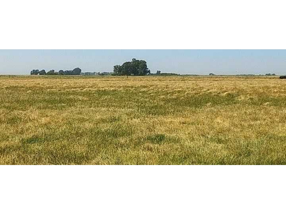 CAMPO 600 HECTAREAS, AGRICOLA, CINTRA, CORDOBA, ARGENTINA - 2