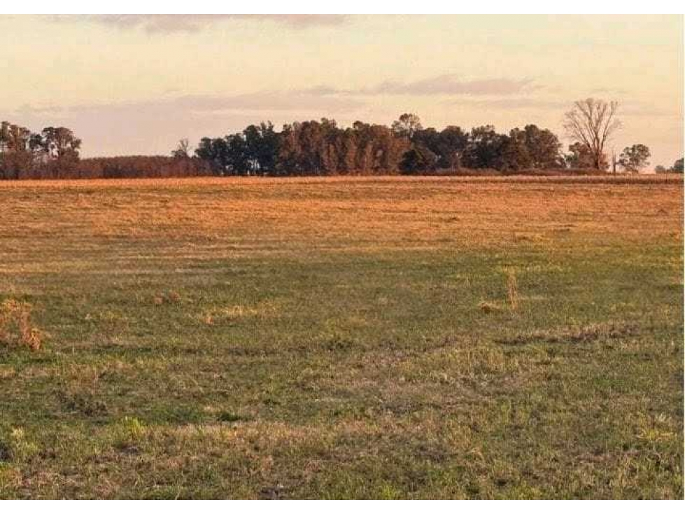 CAMPO 60 HECTAREAS, MIXTO, BOLIVAR, BUENOS AIRES, ARGENTINA - 4