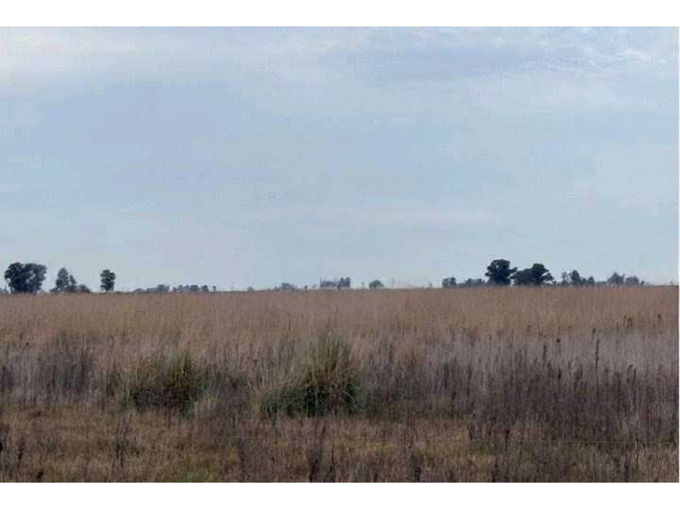 CAMPO 639 HAS, MIXTO, URDAMPILLETA, BOLIVAR, BUENOS AIRES, ARGENTINA - 6