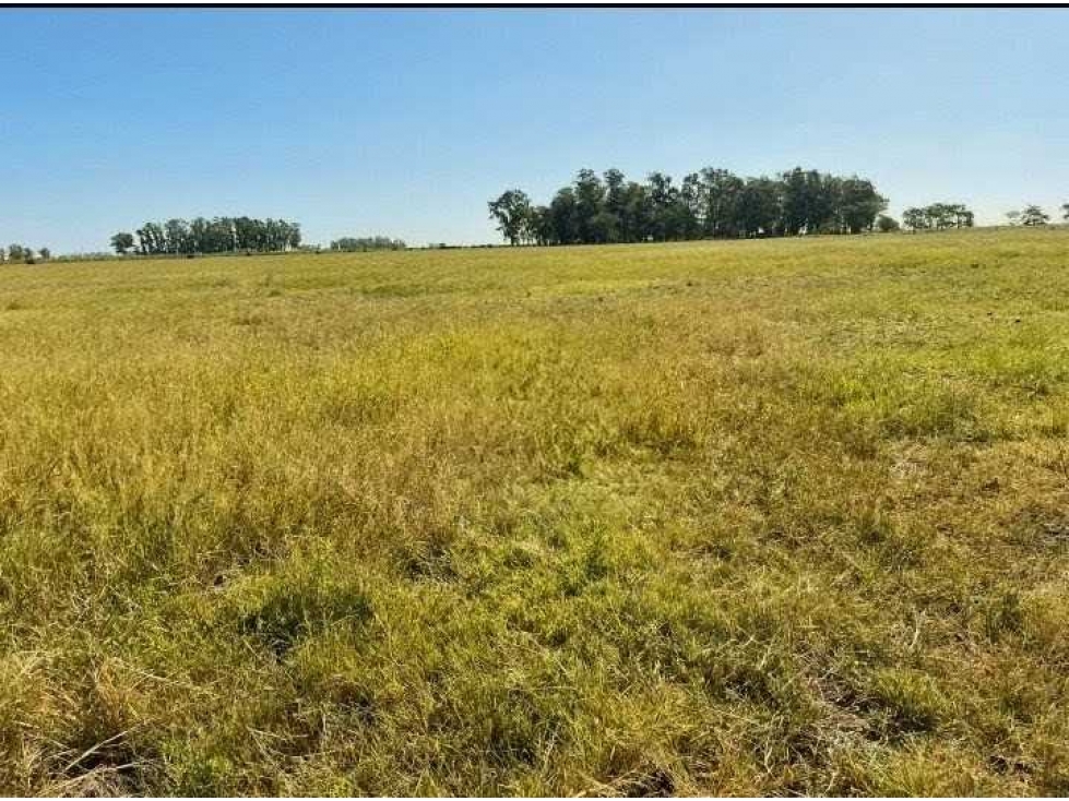 CAMPO 63 HECTAREAS, AGRICOLA, AZUL, BUENOS AIRES, ARGENTINA - 1