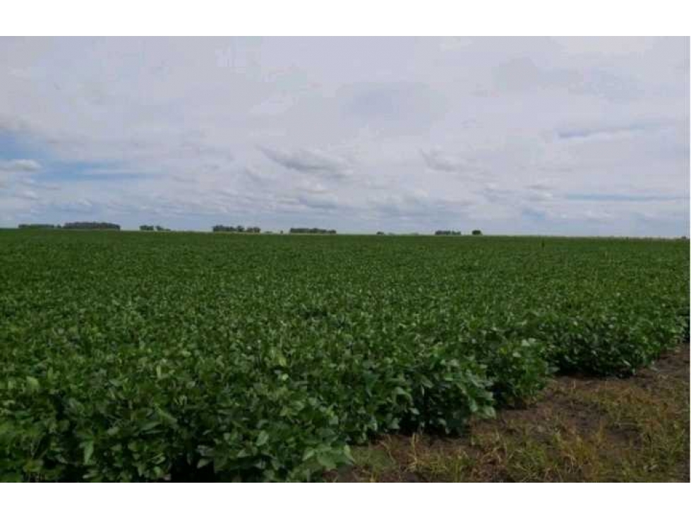 CAMPO 642 HECTAREAS, MIXTO, BOLIVAR, BUENOS AIRES, ARGENTINA - 3