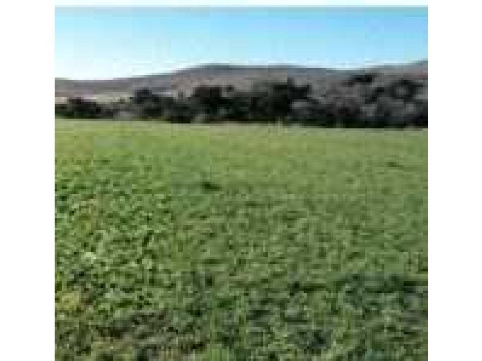 CAMPO 6570 HECTAREAS, MIXTO, CORONEL SUAREZ, BUENOS AIRES, ARGENTINA - 6