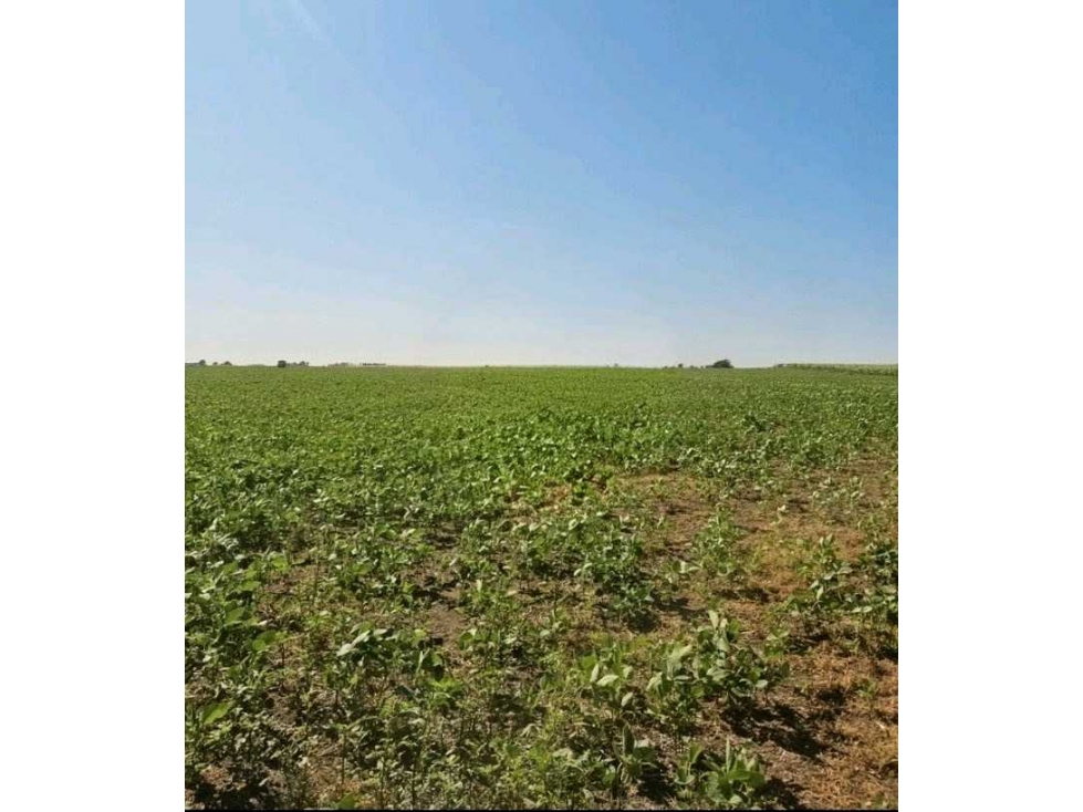 CAMPO 69 HECTAREAS, AGRICOLA, DAIREAUX, BUENOS AIRES, ARGENTINA - 1