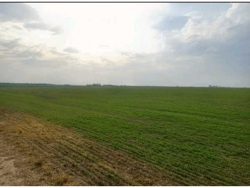 CAMPO 709 HECTAREAS, AGRICOLA, SAN JUSTO, SANTA FE, ARGENTINA - 2