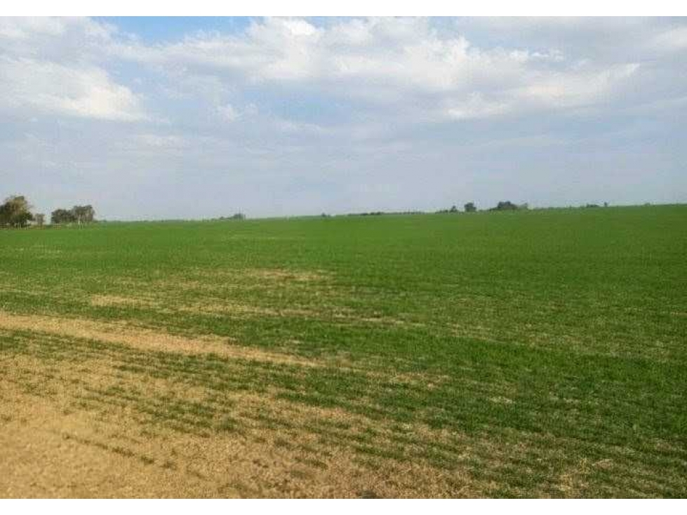 CAMPO 709 HECTAREAS, AGRICOLA, SAN JUSTO, SANTA FE, ARGENTINA - 3