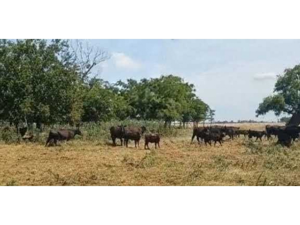 CAMPO 70 HECTAREAS, AGRICOLA, CAÑUELAS, BUENOS AIRES, ARGENTINA - 2