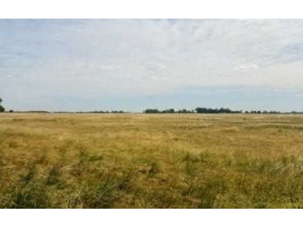 CAMPO 70 HECTAREAS, AGRICOLA, CAÑUELAS, BUENOS AIRES, ARGENTINA - 4