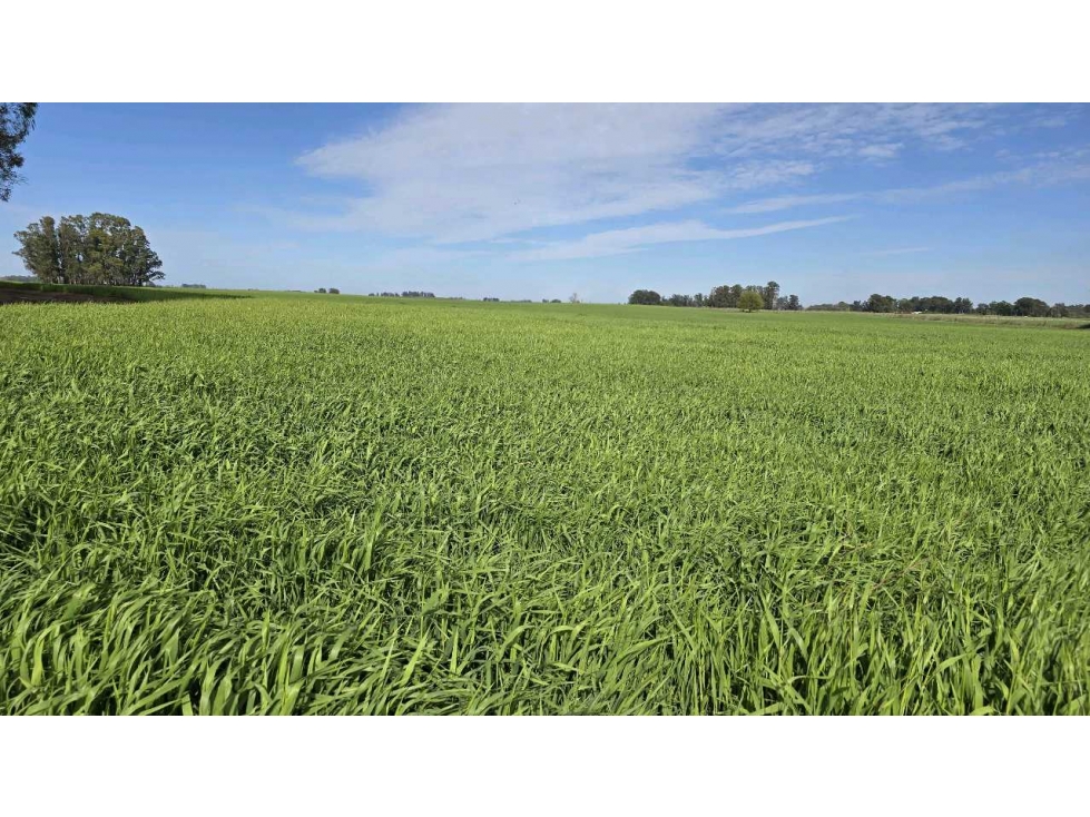 CAMPO 70 HECTAREAS, AGRICOLA, PERGAMINO, BUENOS AIRES, ARGENTINA - 1