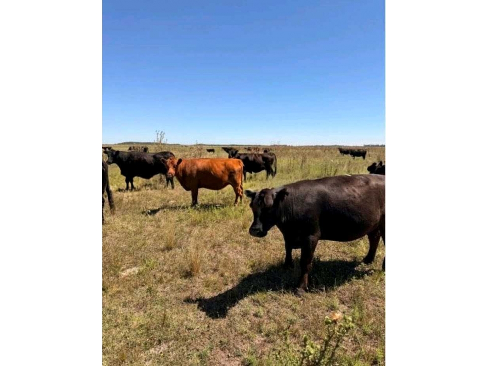 CAMPO 724 HECTAREAS, SAN VICENTE, CORDOBA,ARGENTINA - 1
