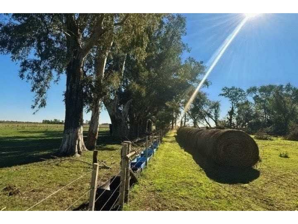 CAMPO 72 HECTAREAS, MIXTO, CHIVILCOY, BUENOS AIRES, ARGENTINA - 2