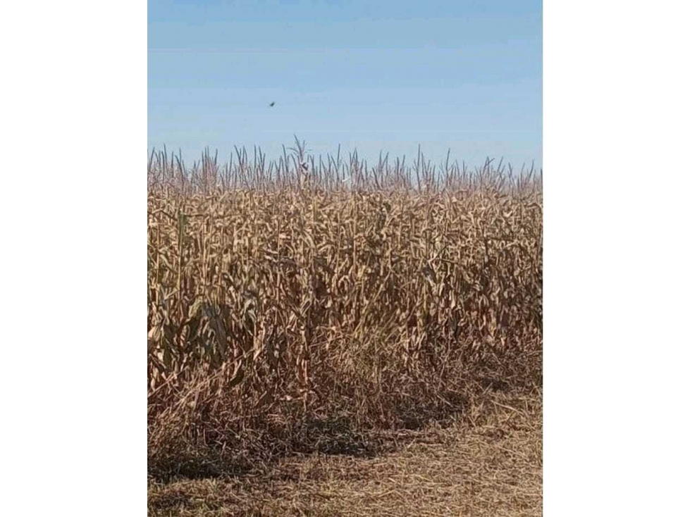 CAMPO 740, HECTAREAS, AGRICOLAS, LABOULAYE, CORDOBA, ARGENTINA - 3