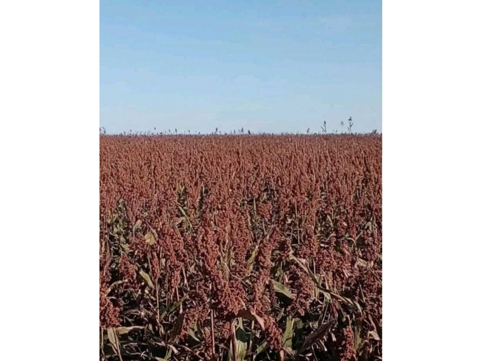 CAMPO 740, HECTAREAS, AGRICOLAS, LABOULAYE, CORDOBA, ARGENTINA - 4