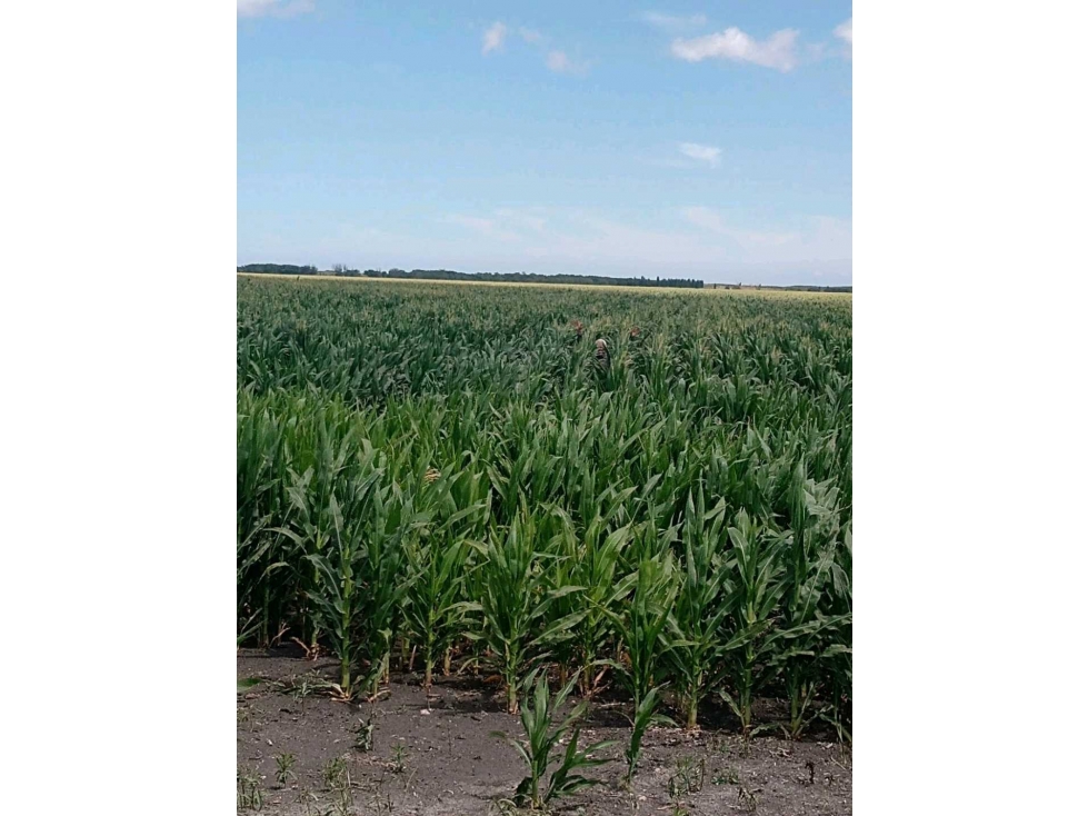 CAMPO 740 HECTAREAS, MIXTO, CORONEL DORREGO, BUENOS AIRES, ARGENTINA - 1