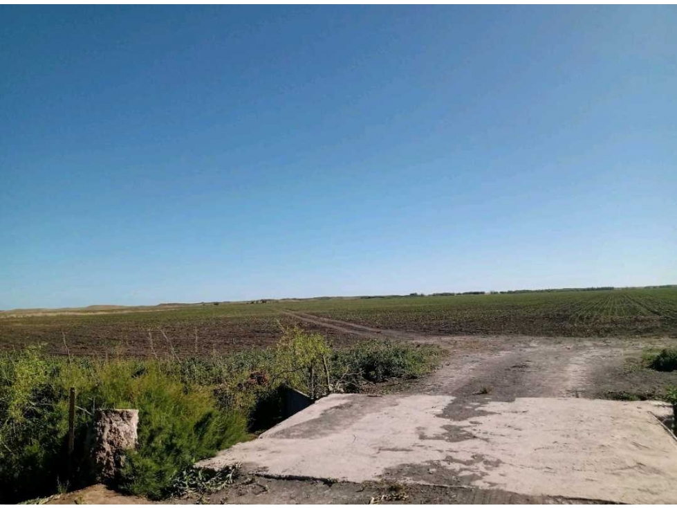 CAMPO 740 HECTAREAS, MIXTO, CORONEL DORREGO, BUENOS AIRES, ARGENTINA - 3