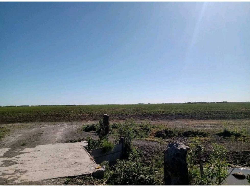 CAMPO 740 HECTAREAS, MIXTO, CORONEL DORREGO, BUENOS AIRES, ARGENTINA - 4