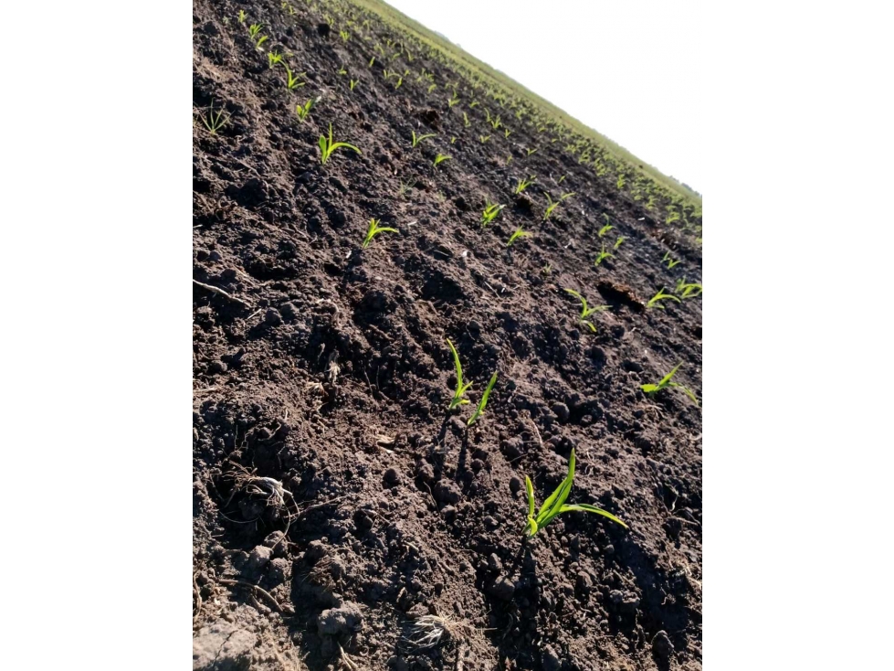 CAMPO 740 HECTAREAS, MIXTO, CORONEL DORREGO, BUENOS AIRES, ARGENTINA - 5