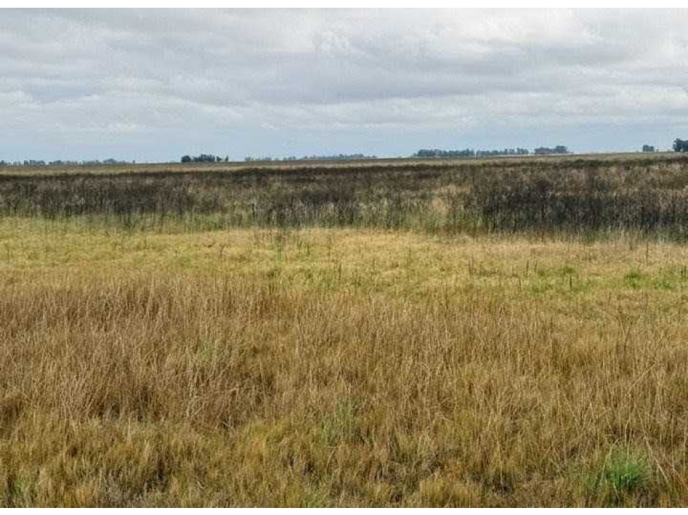 CAMPO 87 HECTAREAS, MIXTO, BOLIVAR, BUENOS AIRES, ARGENTINA - 2