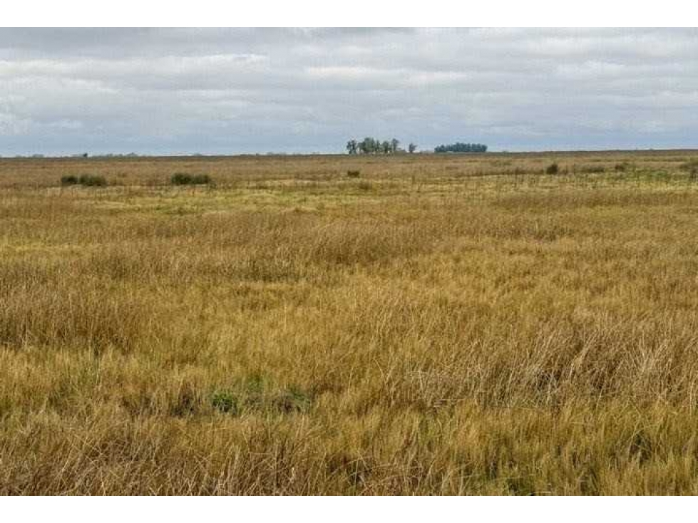 CAMPO 87 HECTAREAS, MIXTO, BOLIVAR, BUENOS AIRES, ARGENTINA - 4