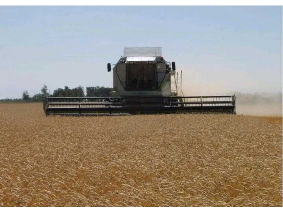 CAMPO 763 HAS, MIXTO, V.SABOYA, GRAL.VILLEGAS,BUENOS AIRES, ARGENTINA - 3