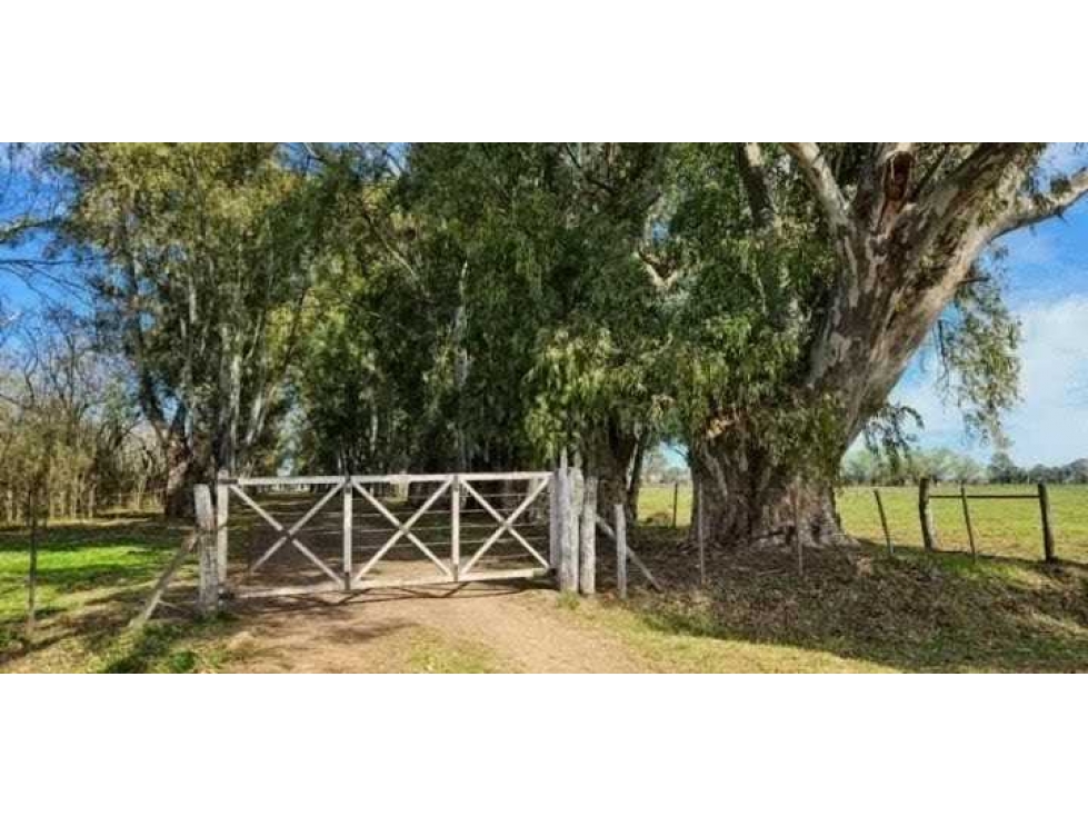 CAMPO 77 HASS, AGRICOLA, SAN MIGUEL DEL MONTE, BUENOS AIRES, ARGENTINA - 1