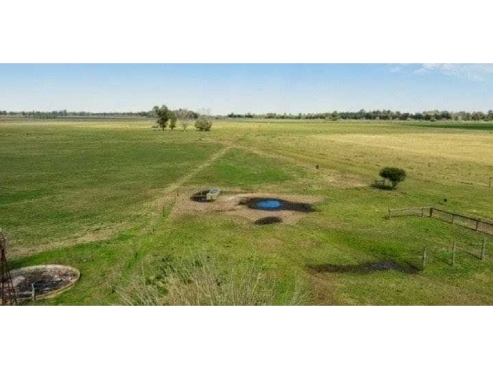 CAMPO 77 HASS, AGRICOLA, SAN MIGUEL DEL MONTE, BUENOS AIRES, ARGENTINA - 3