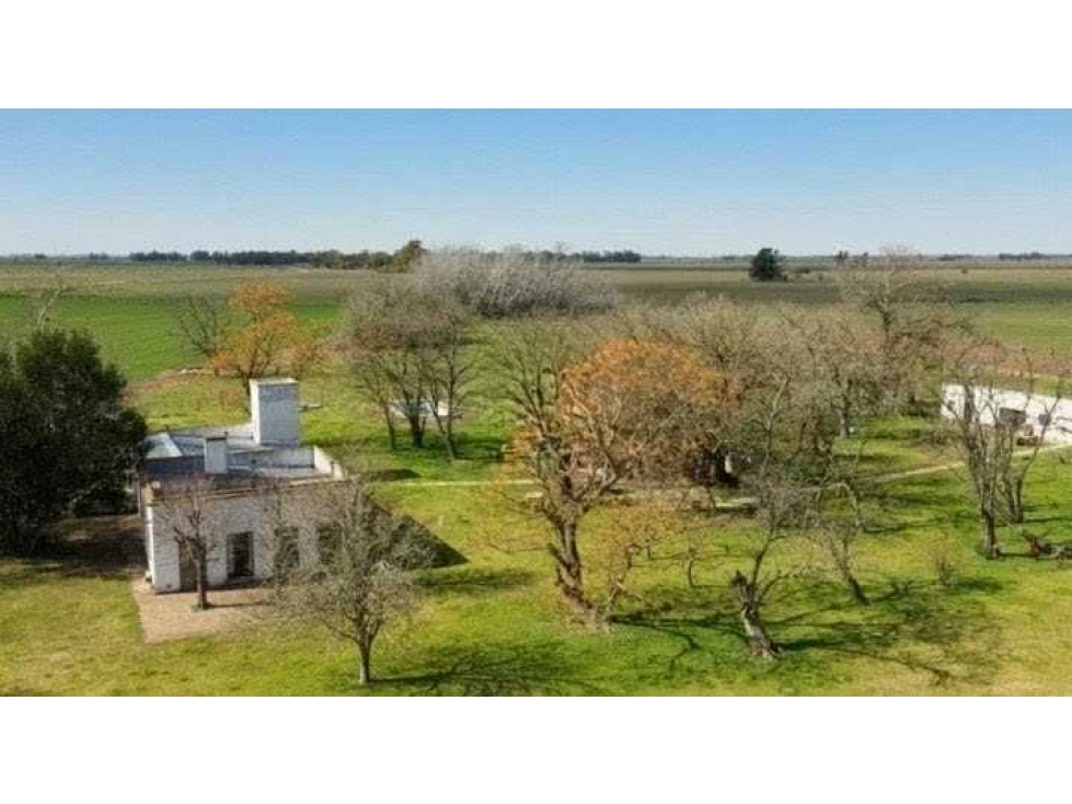 CAMPO 77 HASS, AGRICOLA, SAN MIGUEL DEL MONTE, BUENOS AIRES, ARGENTINA - 4