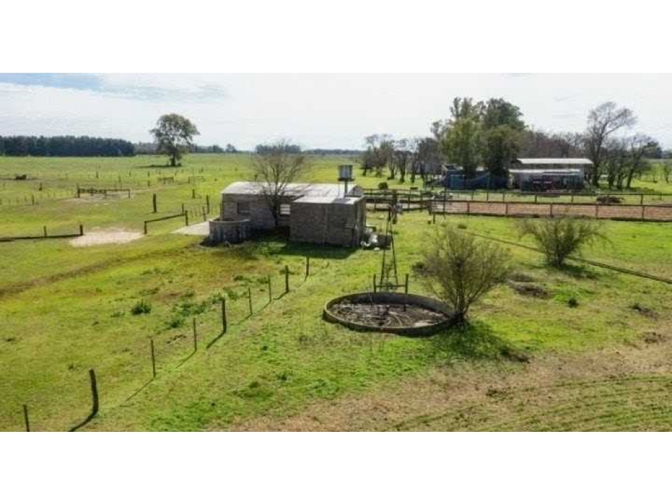 CAMPO 77 HASS, AGRICOLA, SAN MIGUEL DEL MONTE, BUENOS AIRES, ARGENTINA - 5