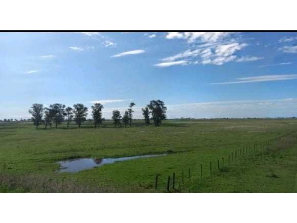 CAMPO 785 HECTAREAS, MIXTO, CARLOS CASARES, BUENOS AIRES, ARGENTINA - 5