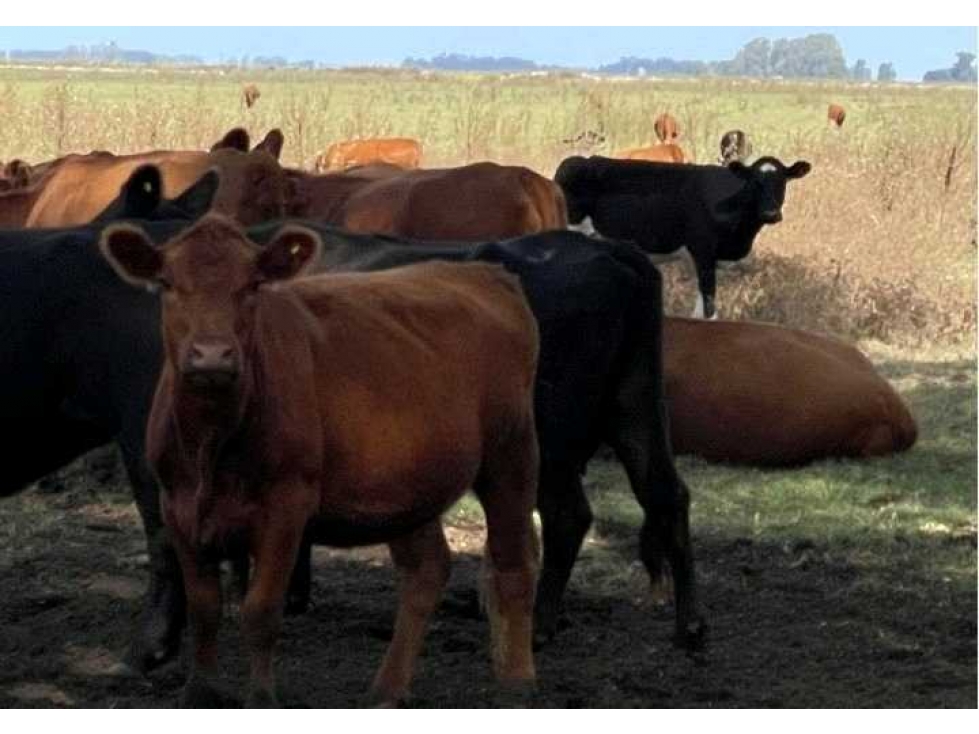 CAMPO 78 HECTAREAS MIXTO, SALADILLO, BUENOS AIRES, ARGENTINA - 1