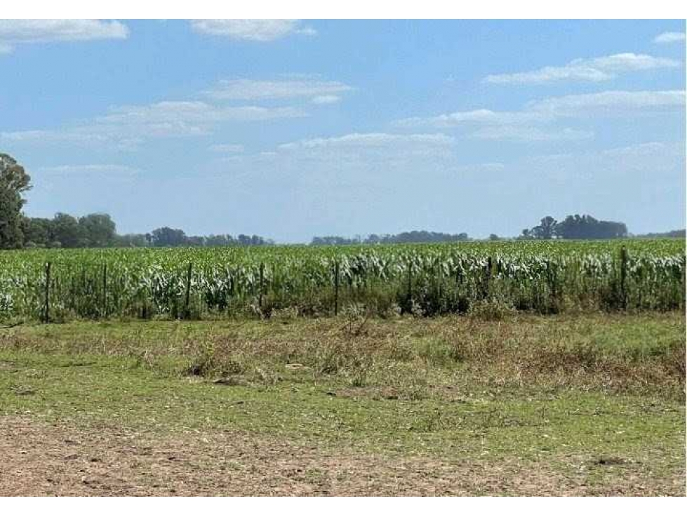 CAMPO 78 HECTAREAS MIXTO, SALADILLO, BUENOS AIRES, ARGENTINA - 5