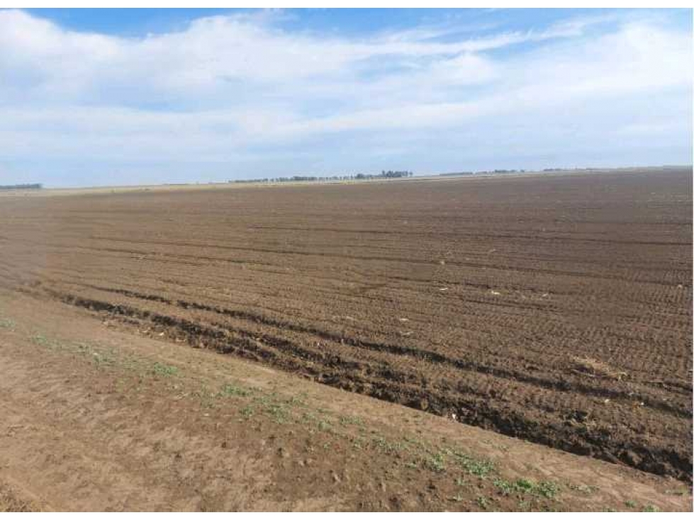 CAMPO 800 HAS AGRICOLAS, RUFINO, PCIA SANTA FE, ARGENTINA - 2