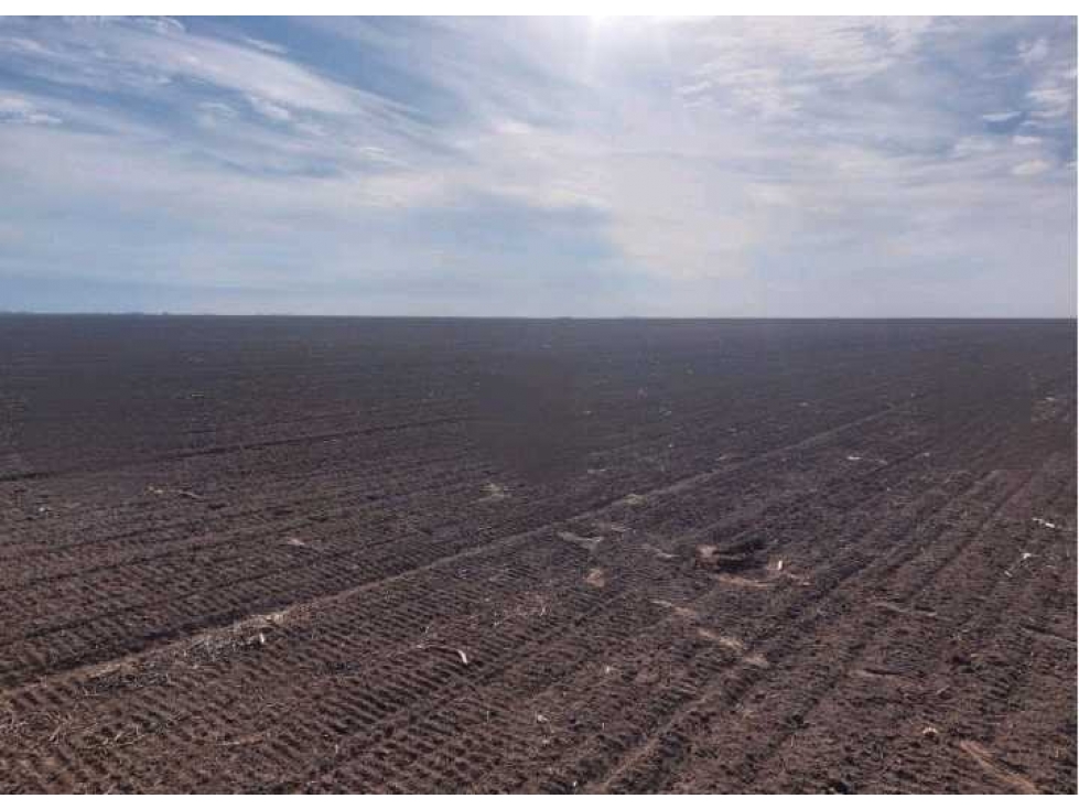 CAMPO 800 HAS AGRICOLAS, RUFINO, PCIA SANTA FE, ARGENTINA - 3