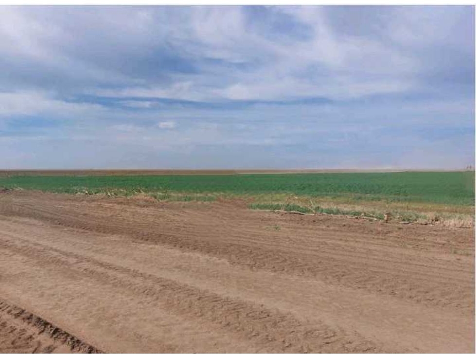 CAMPO 800 HAS AGRICOLAS, RUFINO, PCIA SANTA FE, ARGENTINA - 4