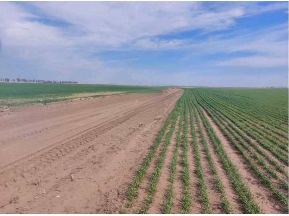 CAMPO 800 HAS AGRICOLAS, RUFINO, PCIA SANTA FE, ARGENTINA - 5