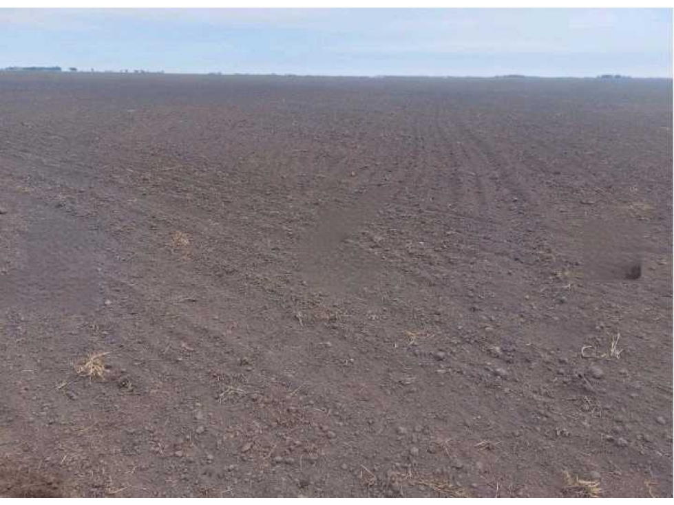 CAMPO 800 HAS AGRICOLAS, RUFINO, PCIA SANTA FE, ARGENTINA - 6