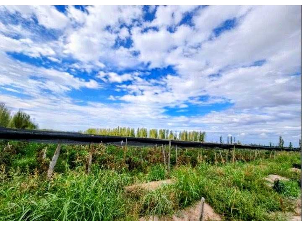 CAMPO 80 HAS, AGRICOLA, SAN MARTIN, MENDOZA, ARGENTINA - 1