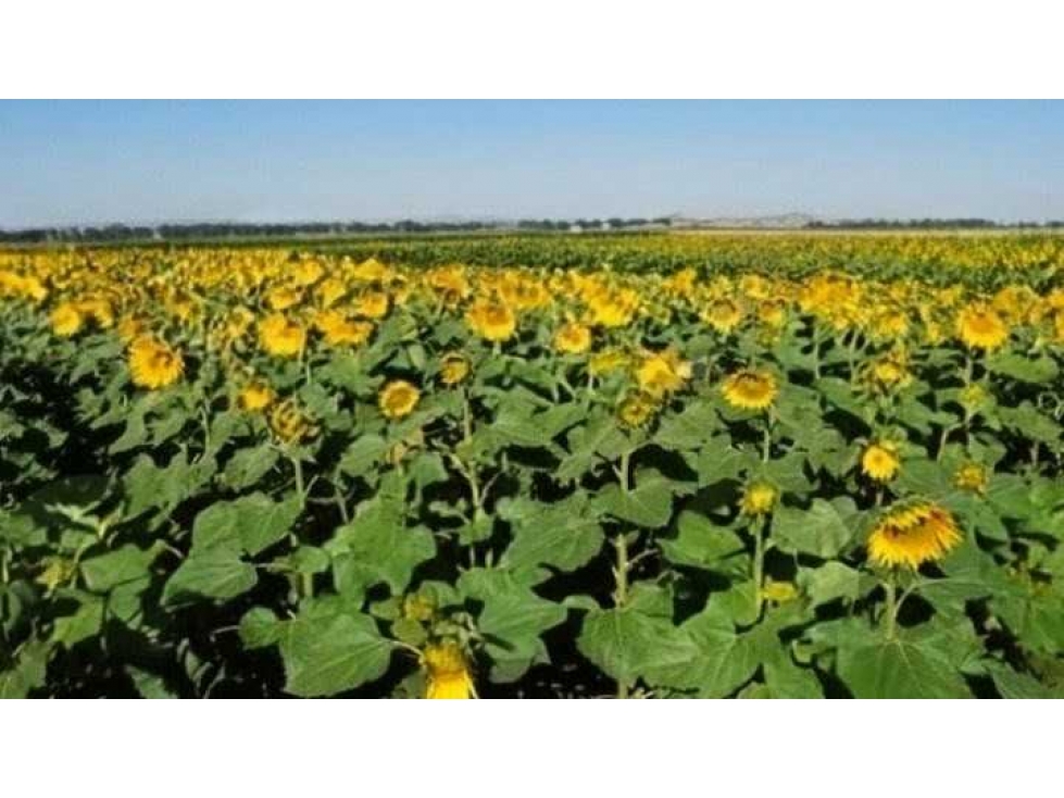 CAMPO 80 HECTAREAS, MIXTO, BALCARCE, BUENOS AIRES, ARGENTINA - 3