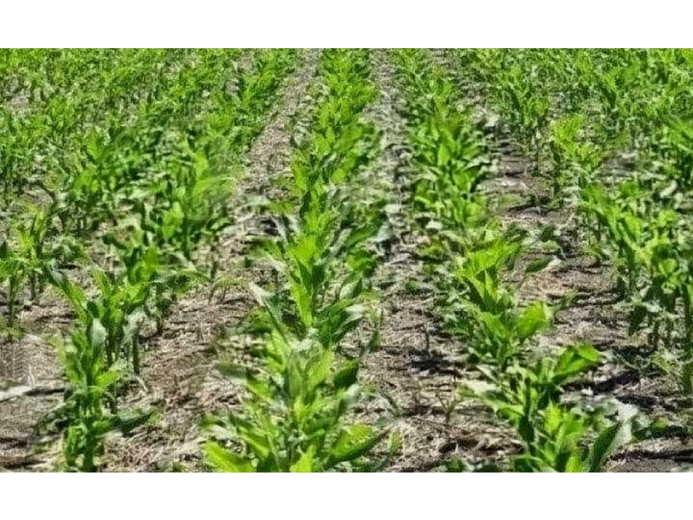 CAMPO 80 HECTAREAS, MIXTO, BALCARCE, BUENOS AIRES, ARGENTINA - 4